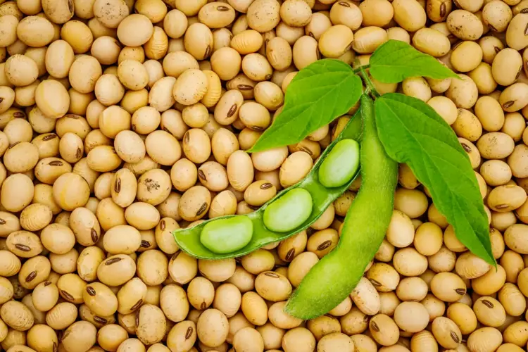 View details of Non-GMO Soybeans Product image of Non-GMO Soybeans